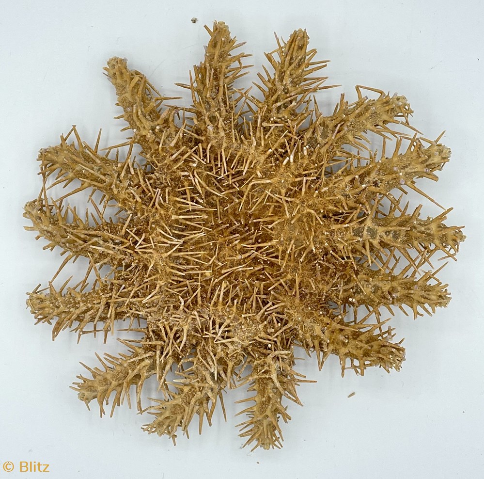 miscellaneous crown of thorns starfish
