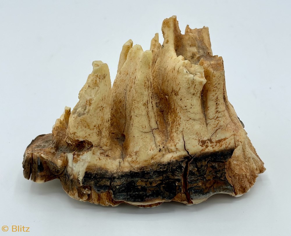 Mastodon Teeth Fossil shells fossils mastodon teeth fossil