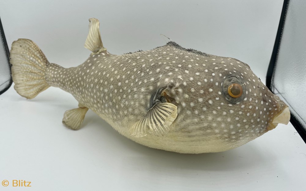 Puffer Fish miscellaneous puffer fish