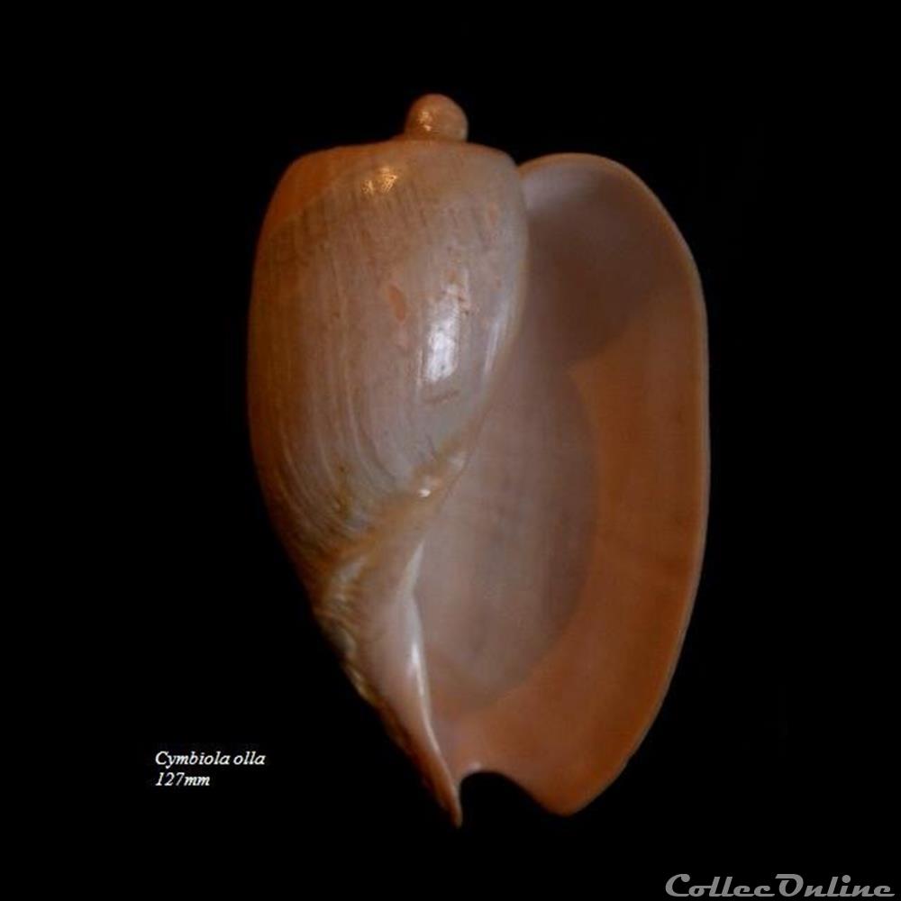 Cymbiola olla 127mm coquillage fossile gastropodum cymbiola olla 127mm