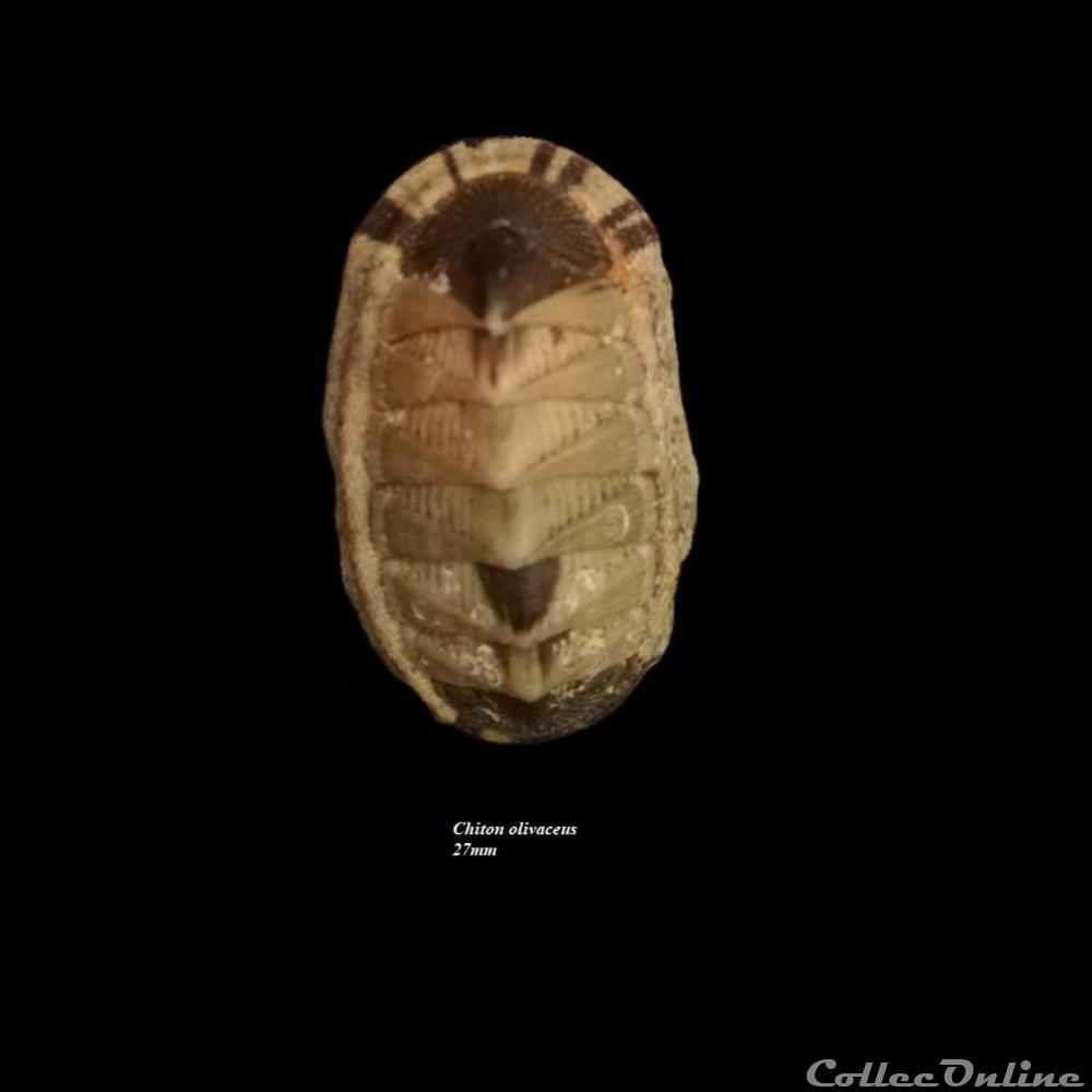 Chiton olivaceus 27mm coquillage fossile polyplacophora chiton olivaceus 27mm