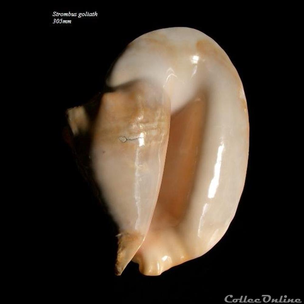 coquillage fossile gastropodum strombus goliath 305mm