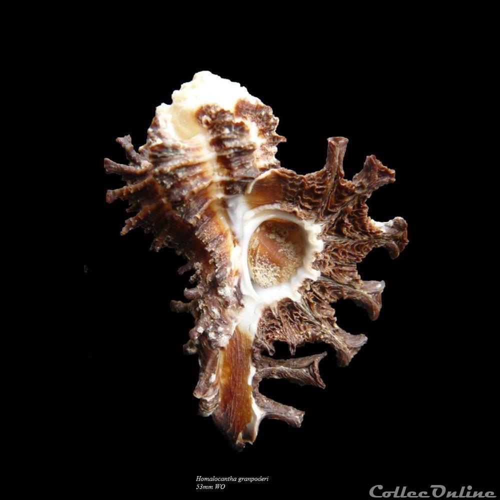 coquillage fossile gastropodum homalocantha granpoderi 50 5mm wo