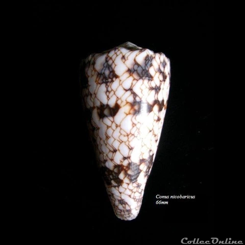 Conus nicobaricus 66mm coquillage fossile gastropodum conus nicobaricus 66mm