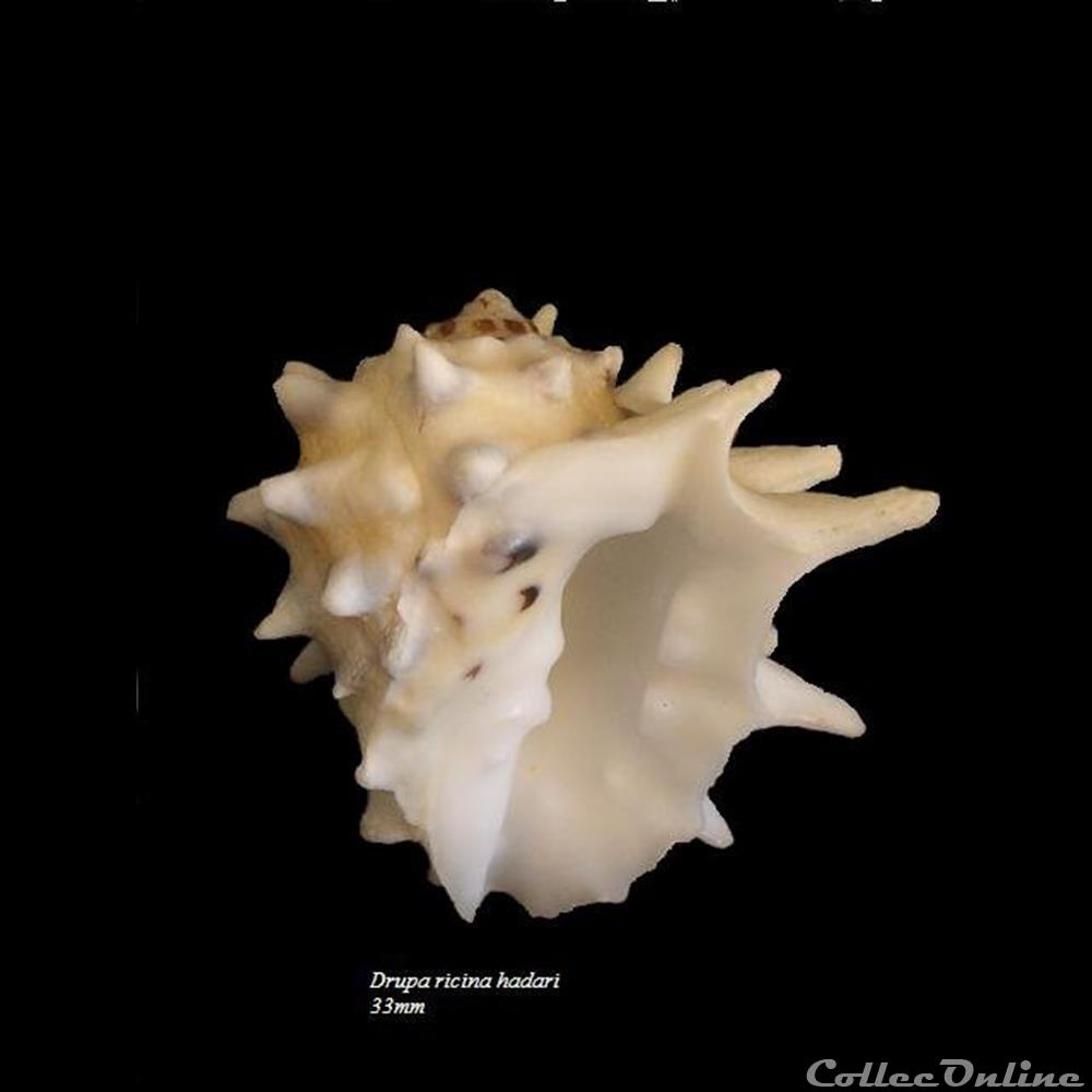 Drupa ricina hadari 33mm coquillage fossile gastropodum drupa ricina hadari 33mm