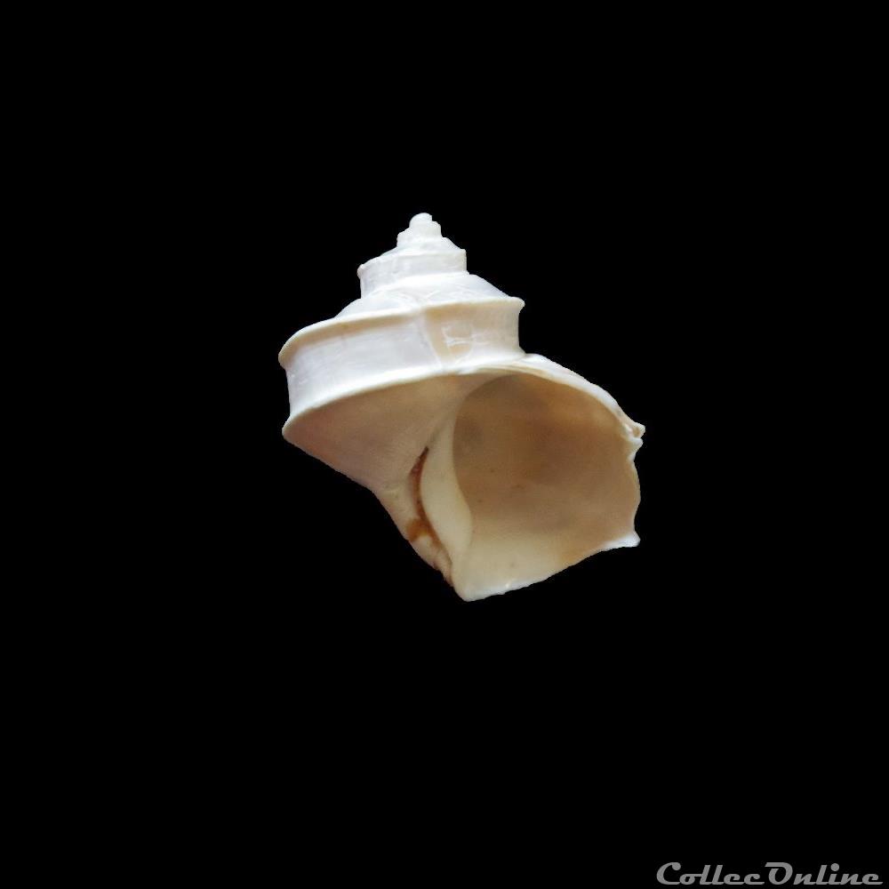 Trichotropis bicarinata 41.7mm coquillage fossile gastropodum trichotropis bicarinata 41 7mm
