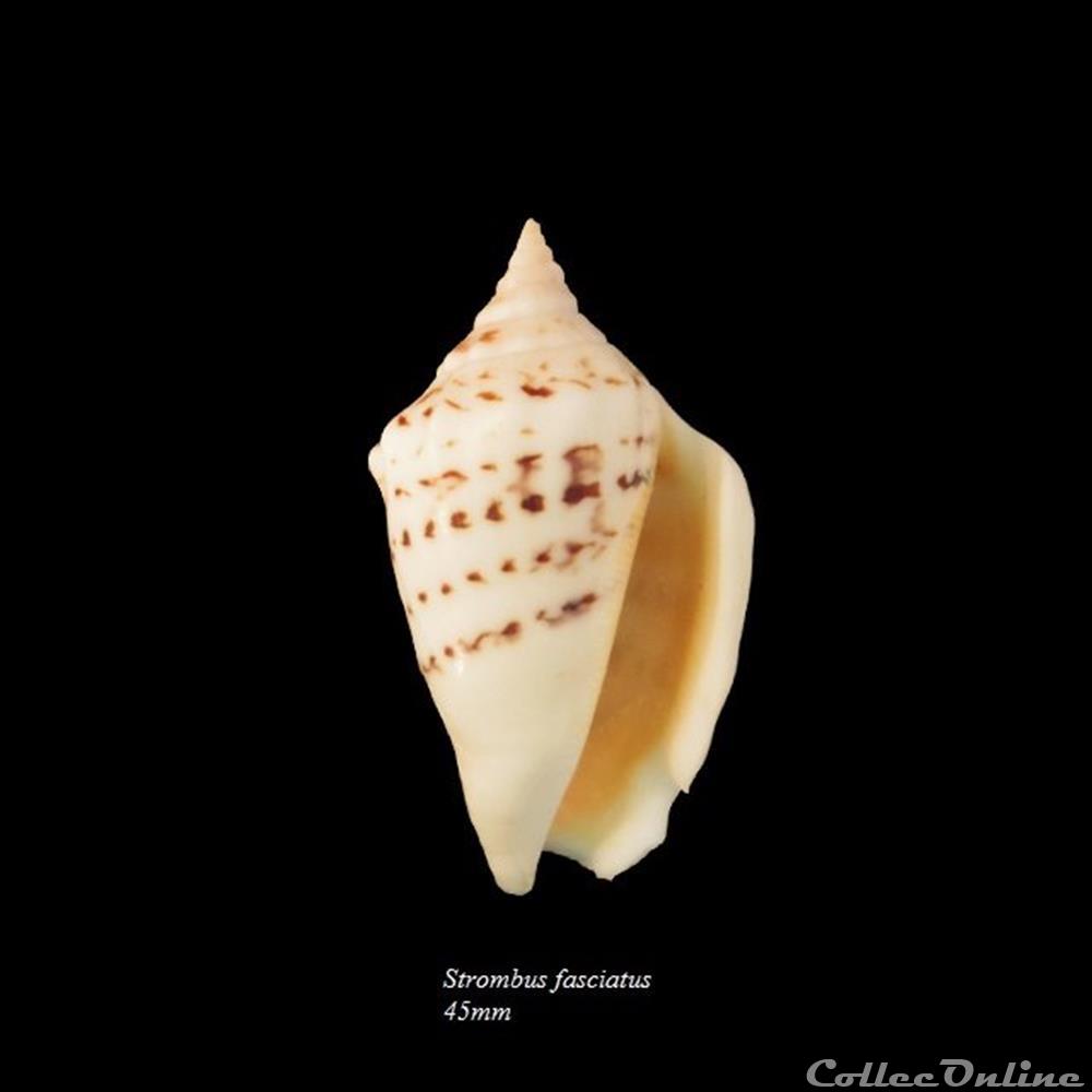 Strombus fasciatus 45mm coquillage fossile gastropodum strombus fasciatus 45mm