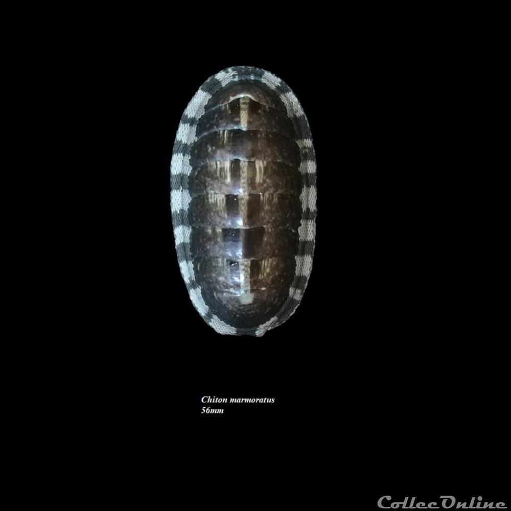 Chiton marmoratus 56mm coquillage fossile polyplacophora chiton marmoratus 56mm