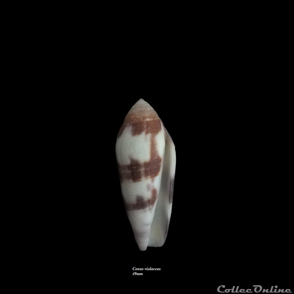 Conus violaceus 49mm coquillage fossile gastropodum conus violaceus 49mm