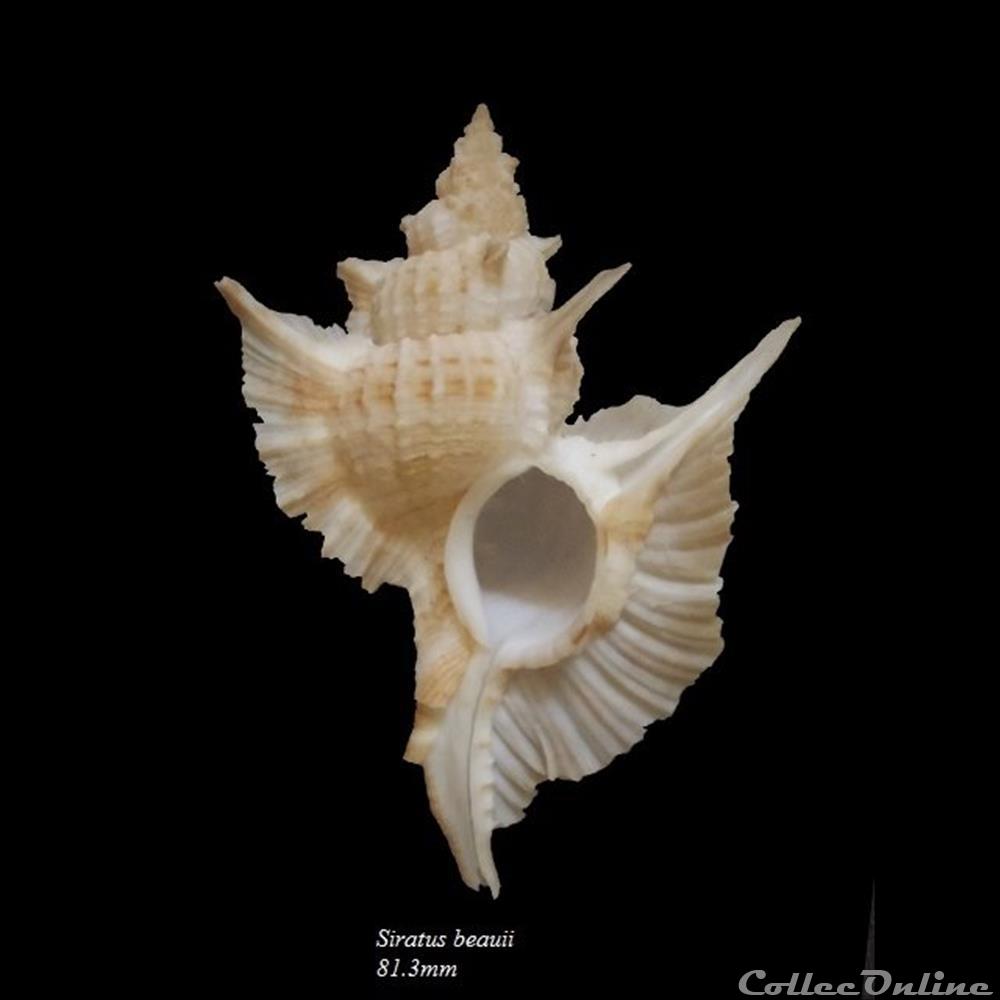 Siratus beaui 81.3mm coquillage fossile gastropodum siratus beaui 81 3mm