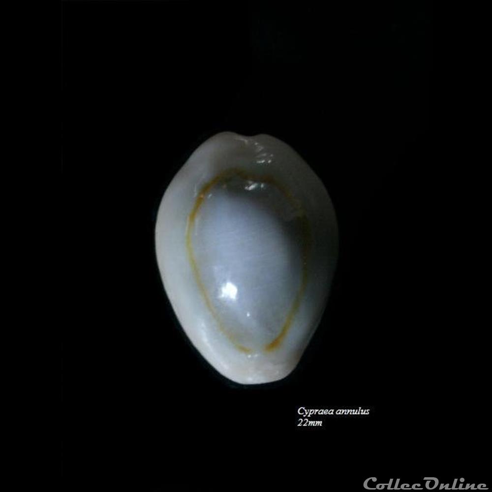 Cypraea annulus 22mm coquillage fossile gastropodum cypraea annulus 22mm