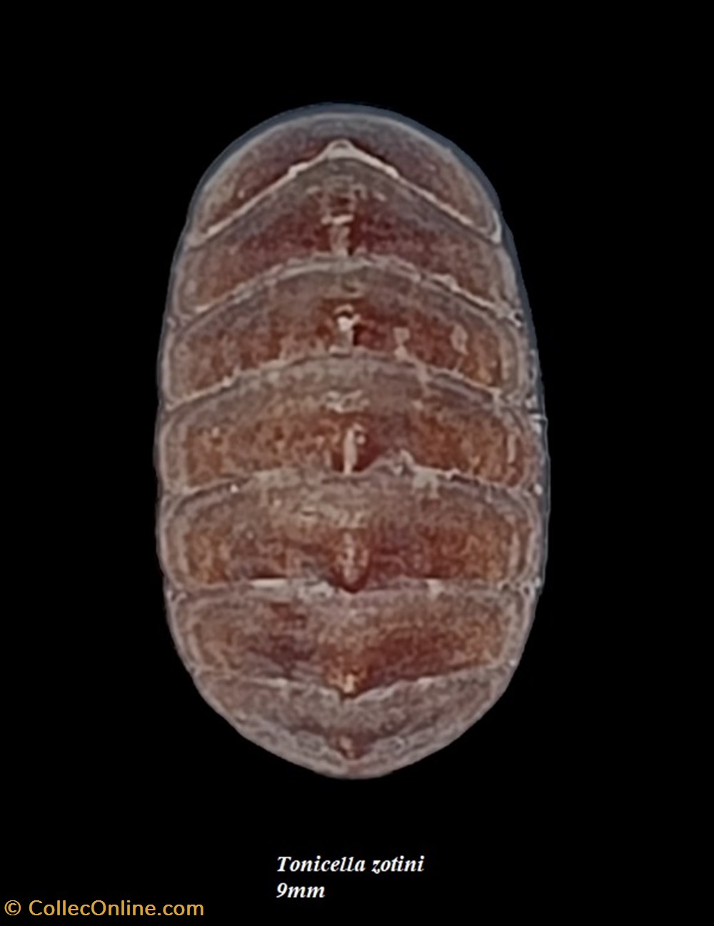 Tonicella zotini 9mm coquillages fossiles polyplacophora tonicella zotini 9mm