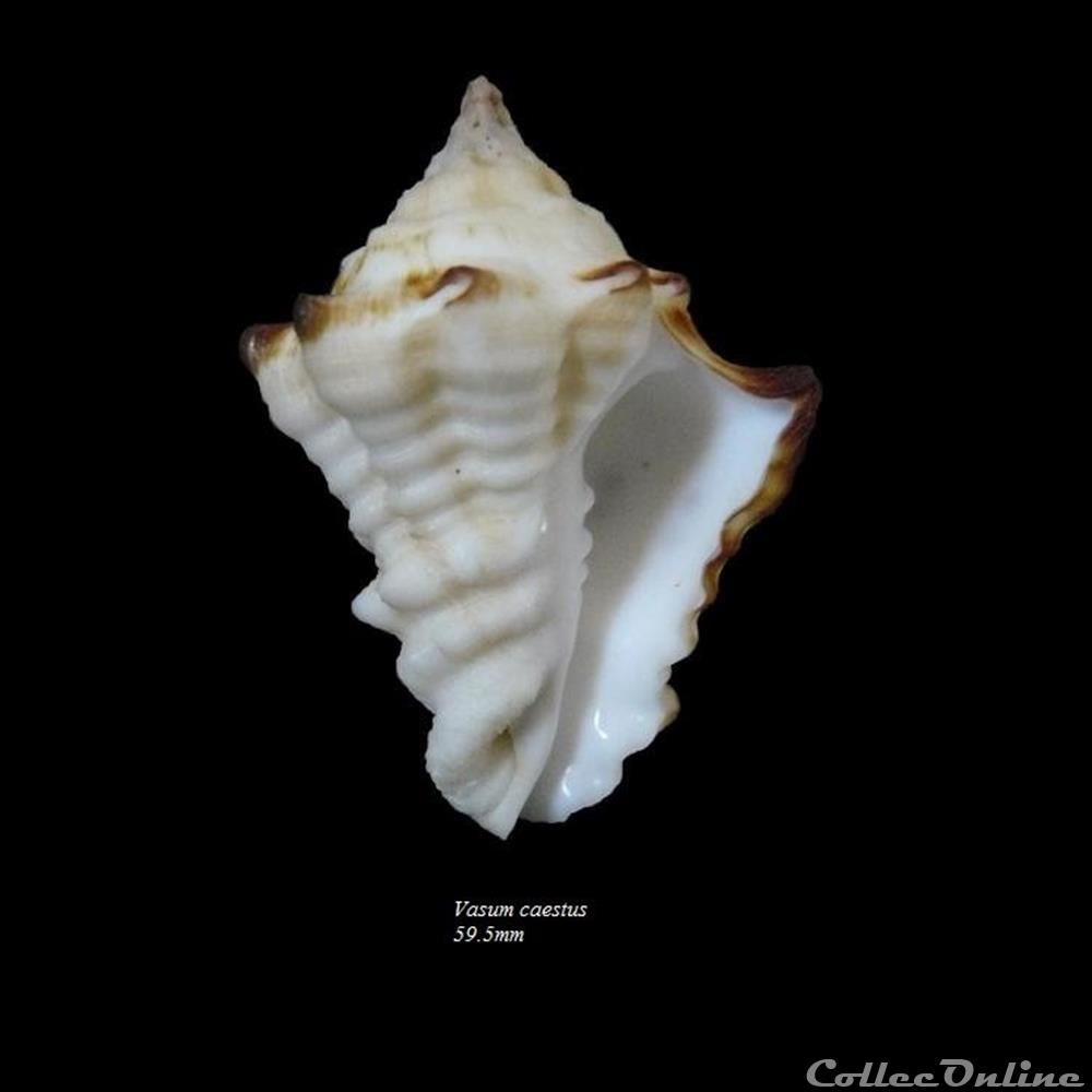 Vasum caestus 59.5mm coquillage fossile gastropodum vasum caestus 59 5mm