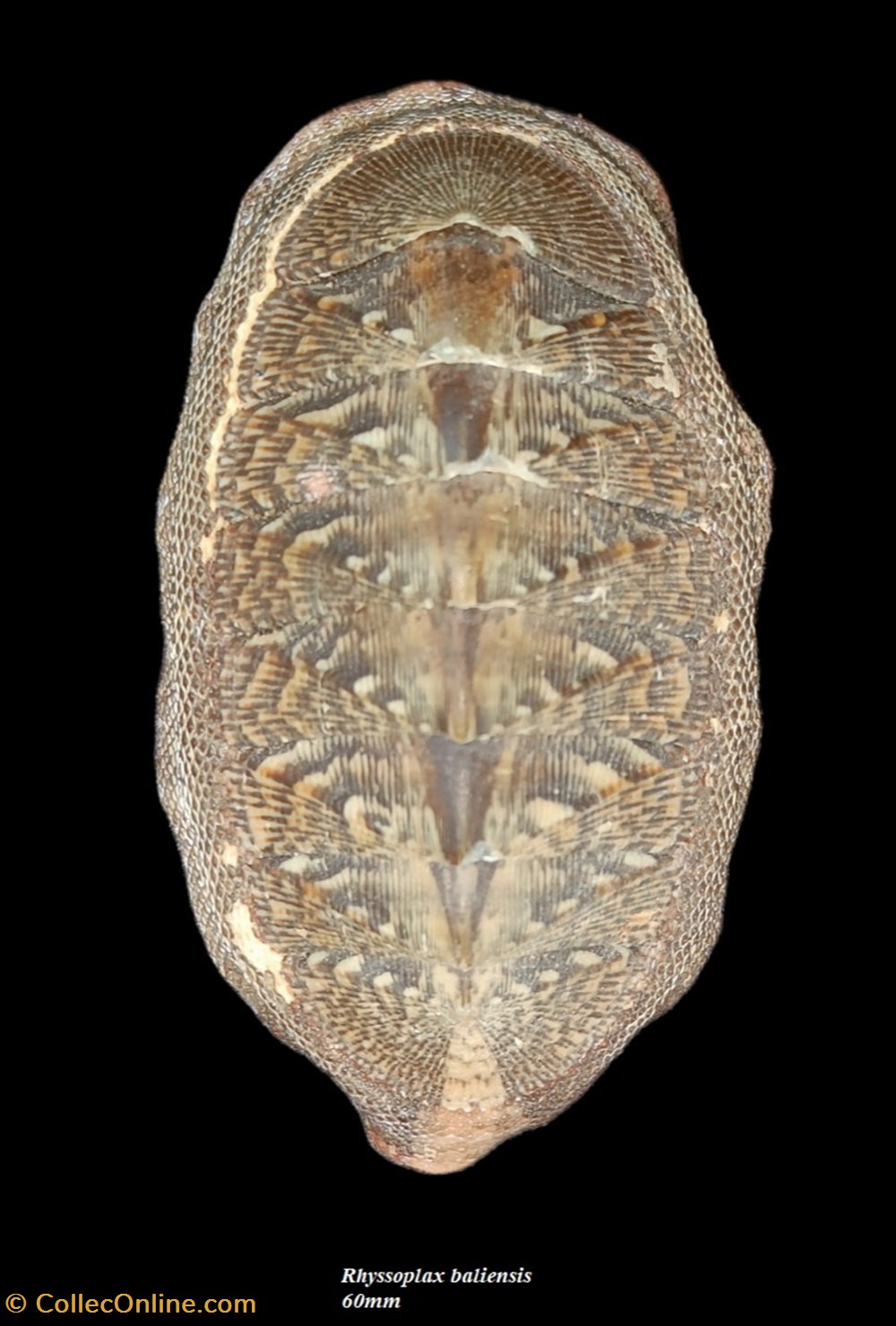 coquillages fossiles polyplacophora rhyssoplax baliensis 60mm