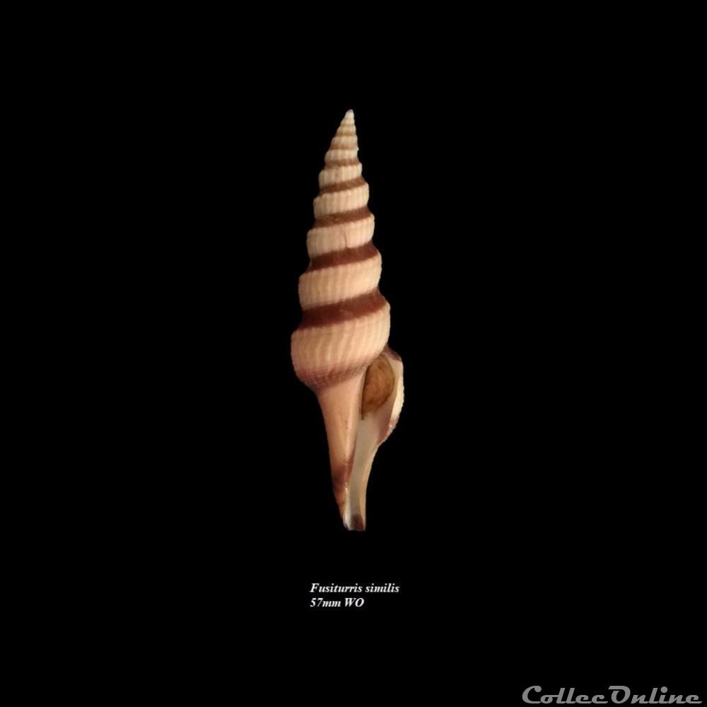 Fusiturris similis 57mm WO coquillage fossile gastropodum fusiturris similis 57mm wo