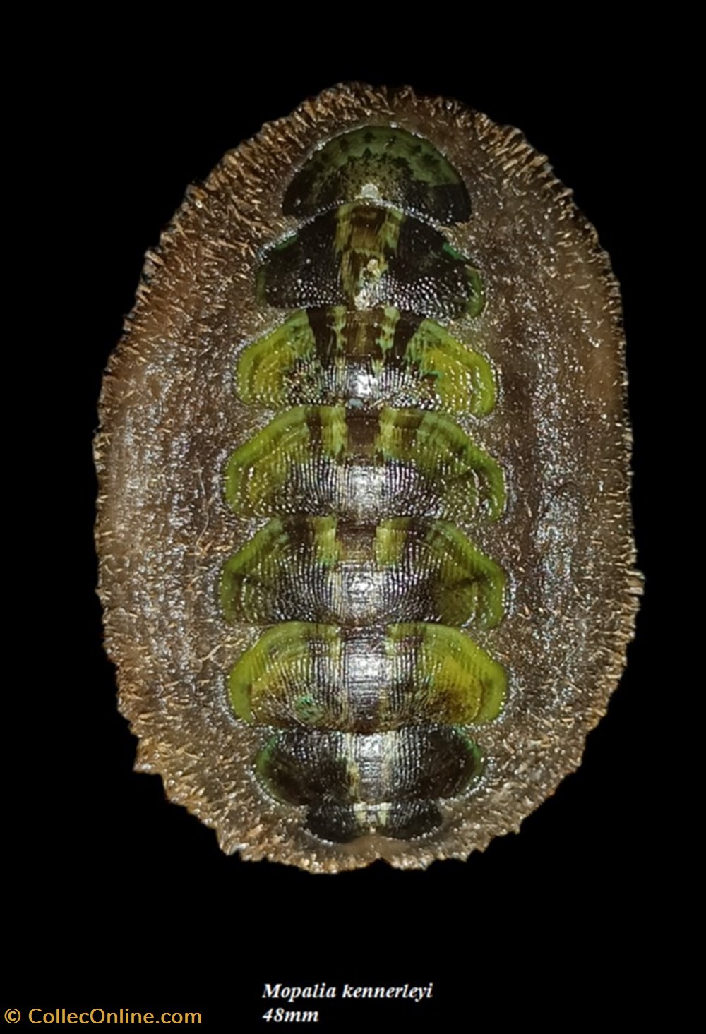 Mopalia kennerleyi 48mm coquillages fossiles polyplacophora mopalia kennerleyi 48mm