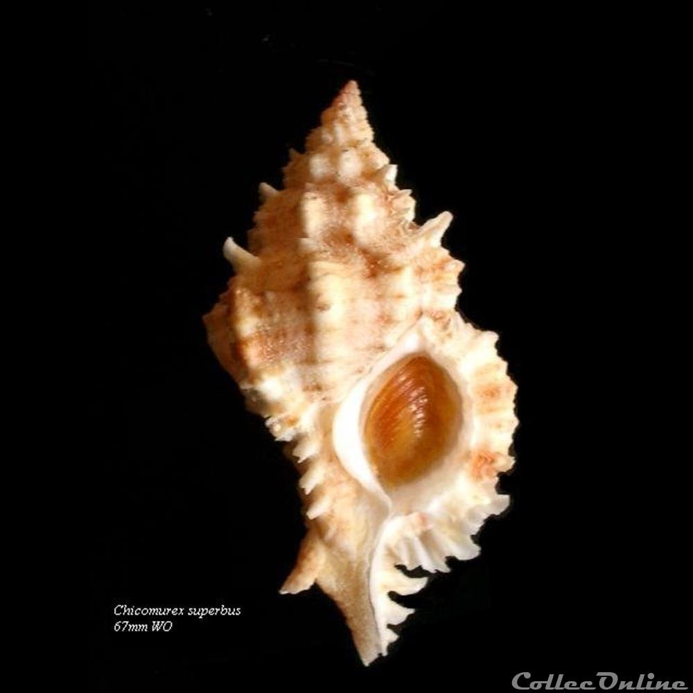 Chicomurex superbus 67mm WO coquillage fossile gastropodum chicomurex superbus 67mm wo