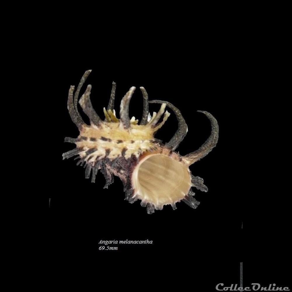 Angaria melanachanta 69.5mm coquillage fossile gastropodum angaria melanachanta 69 5mm