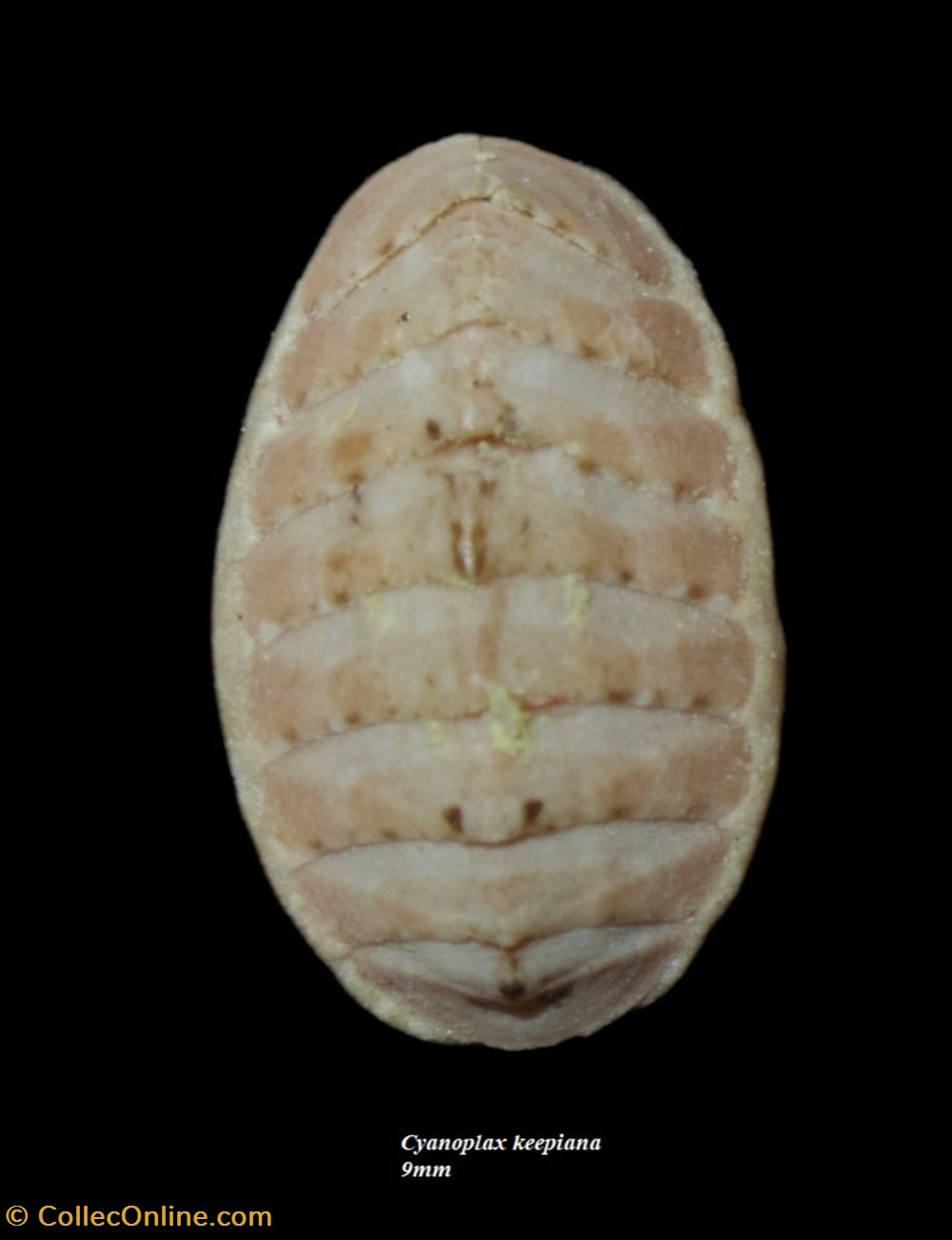 Cyanoplax keepiana 9mm coquillages fossiles polyplacophora cyanoplax keepiana 9mm