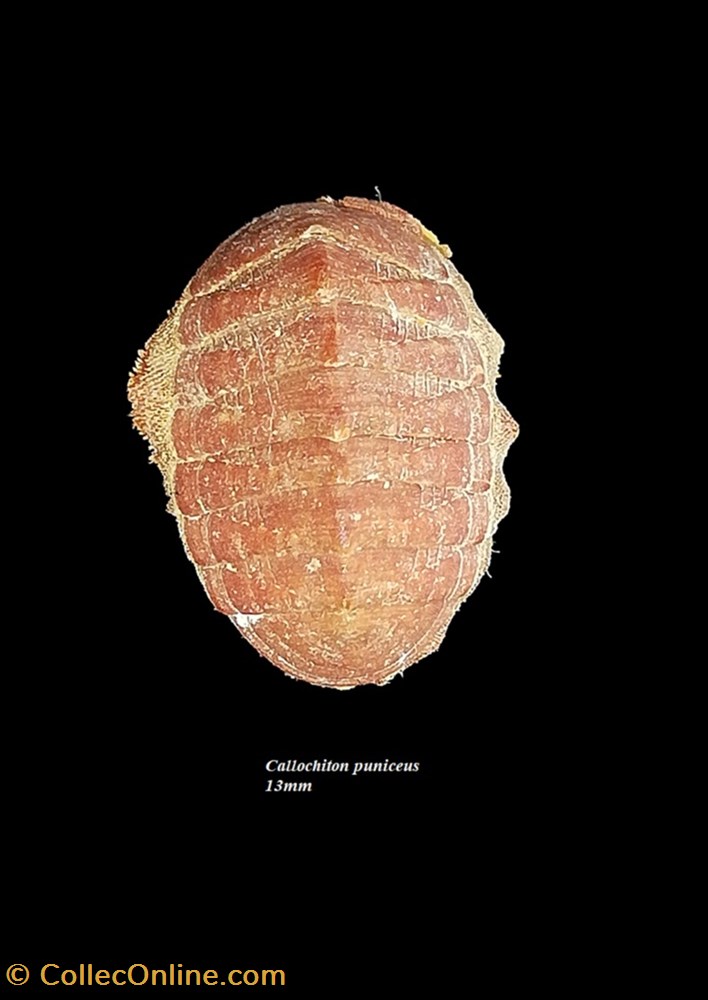 coquillage fossile polyplacophora callochiton puniceus 13mm