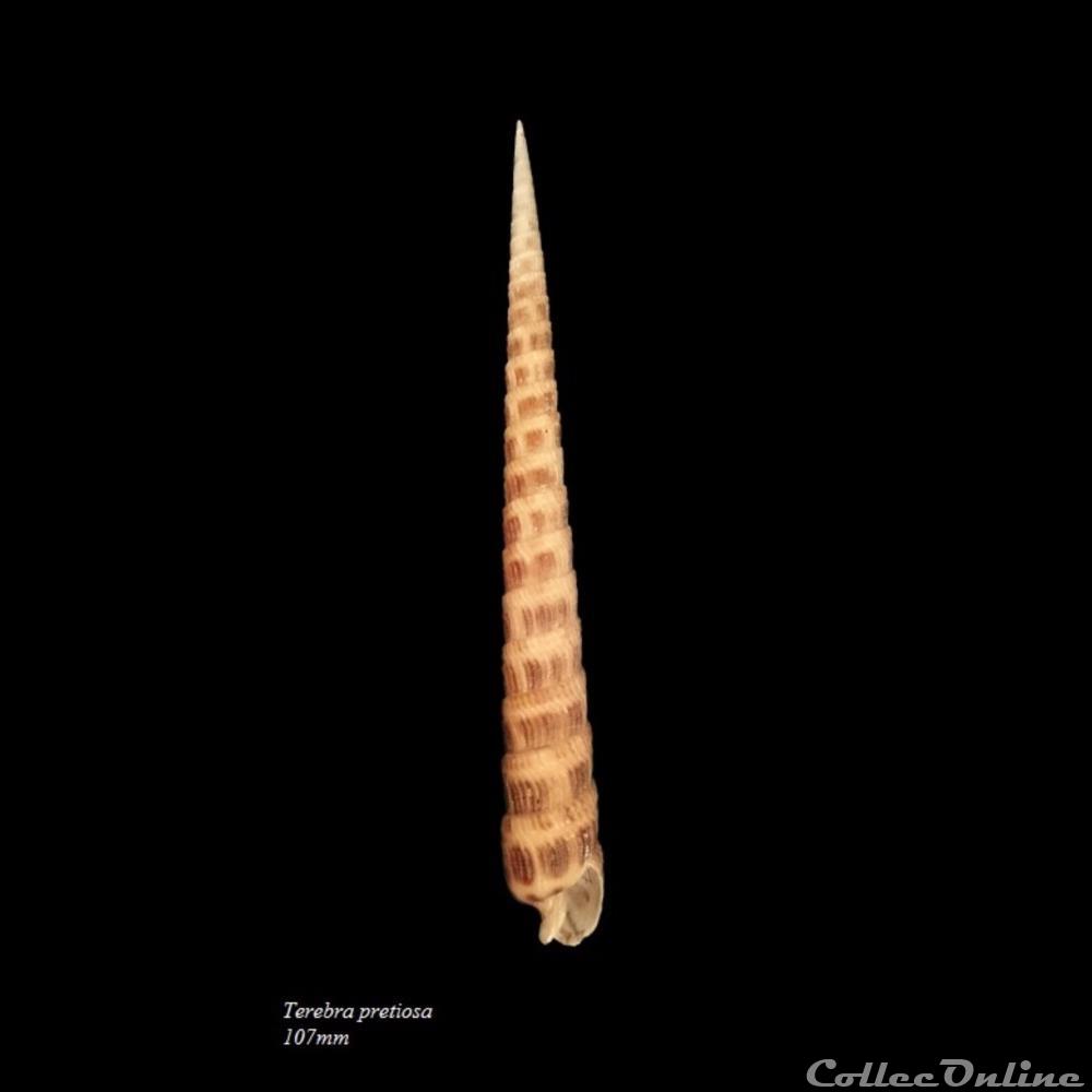 Terebra pretiosa 107mm coquillage fossile gastropodum terebra pretiosa 107mm