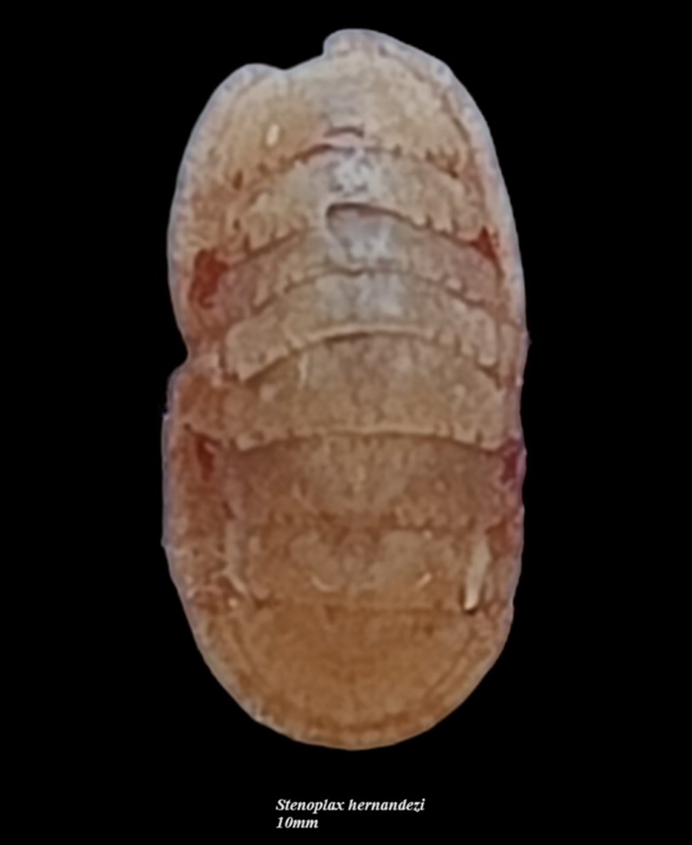 Stenoplax hernandezi 10mm coquillages fossiles polyplacophora stenoplax hernandezi 10mm