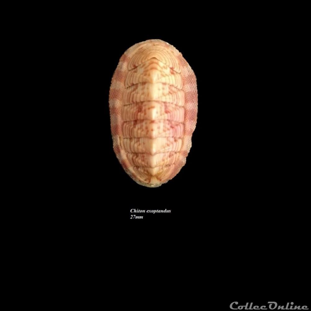 Chiton exoptandus 27mm coquillage fossile polyplacophora chiton exoptandus 27mm