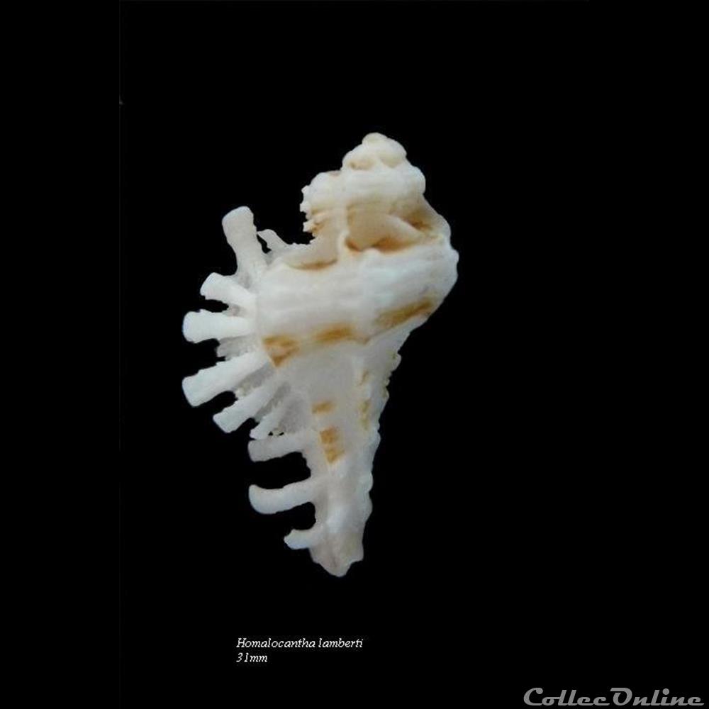 Homalocantha lamberti 31mm coquillages fossiles gastropoda homalocantha lamberti 31mm