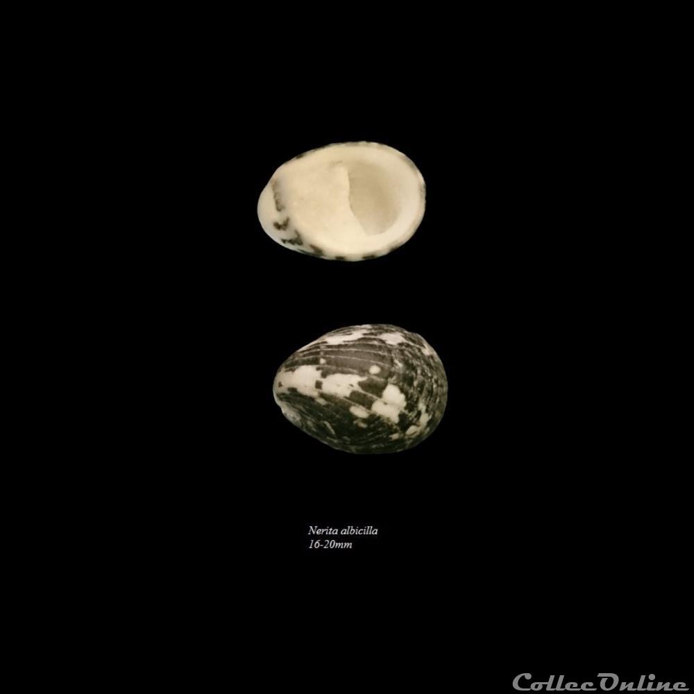 coquillage fossile gastropodum nerita albicilla 16 20mm