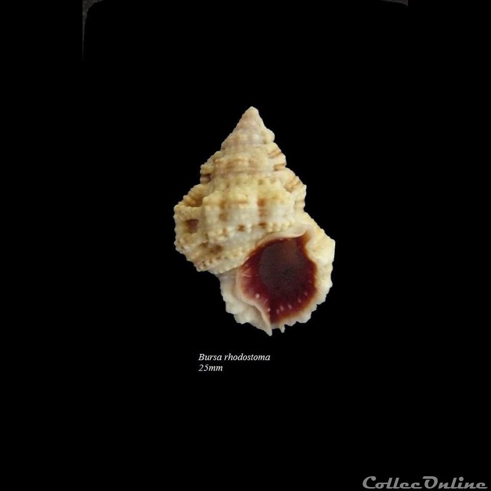Bursa rhodostoma 25mm coquillage fossile gastropodum bursa rhodostoma 25mm