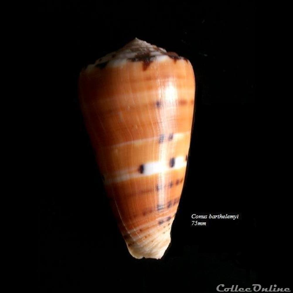 Conus barthelemyi 75mm coquillage fossile gastropodum conus barthelemyi 75mm