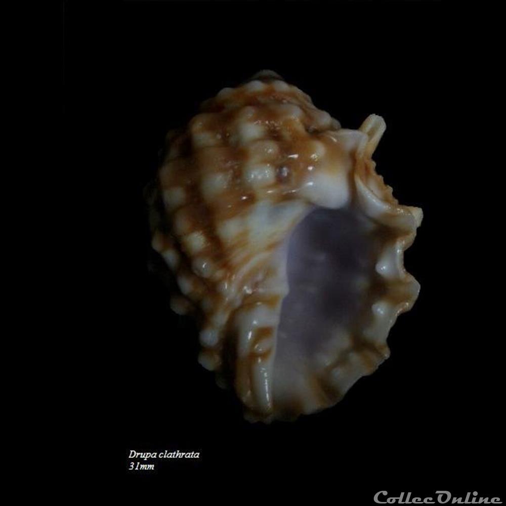 Drupa clathrata 31mm coquillage fossile gastropodum drupa clathrata 31mm