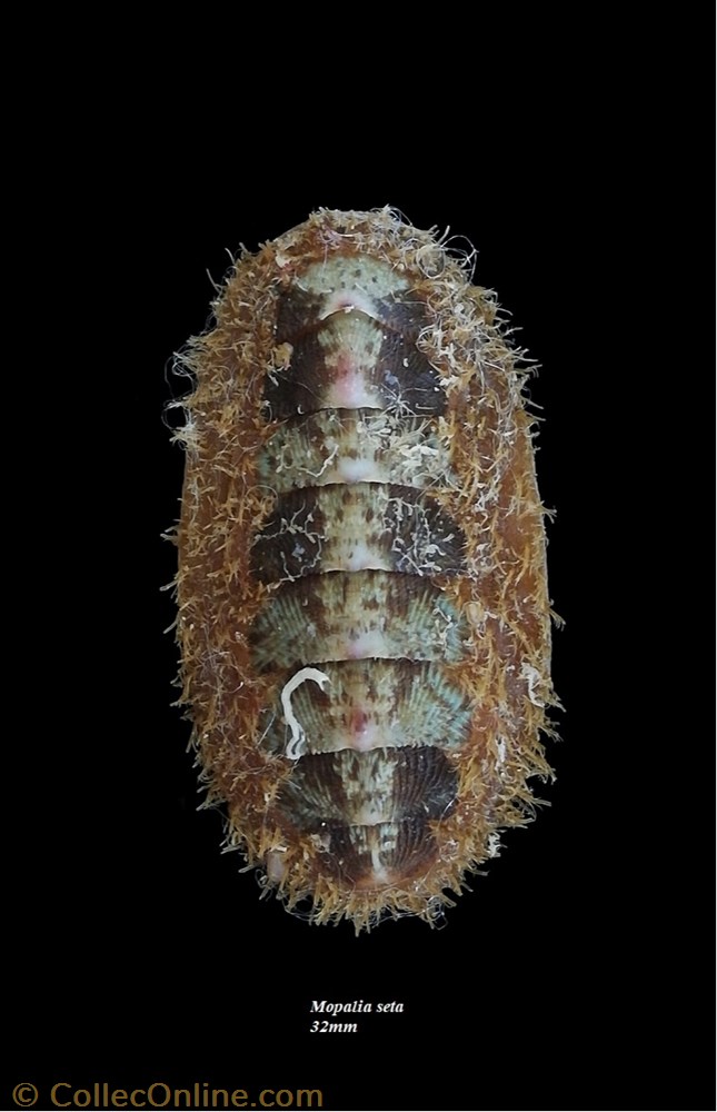 Mopalia seta 32mm coquillage fossile polyplacophora mopalia seta 32mm
