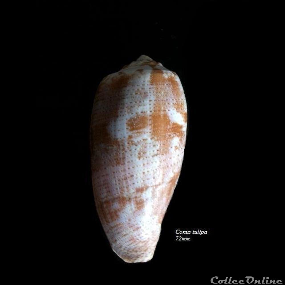 coquillage fossile gastropodum conus tulipa 72mm