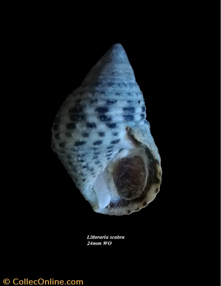 Littoraria scabra 24mm WO coquillage fossile gastropodum littoraria scabra 24mm wo
