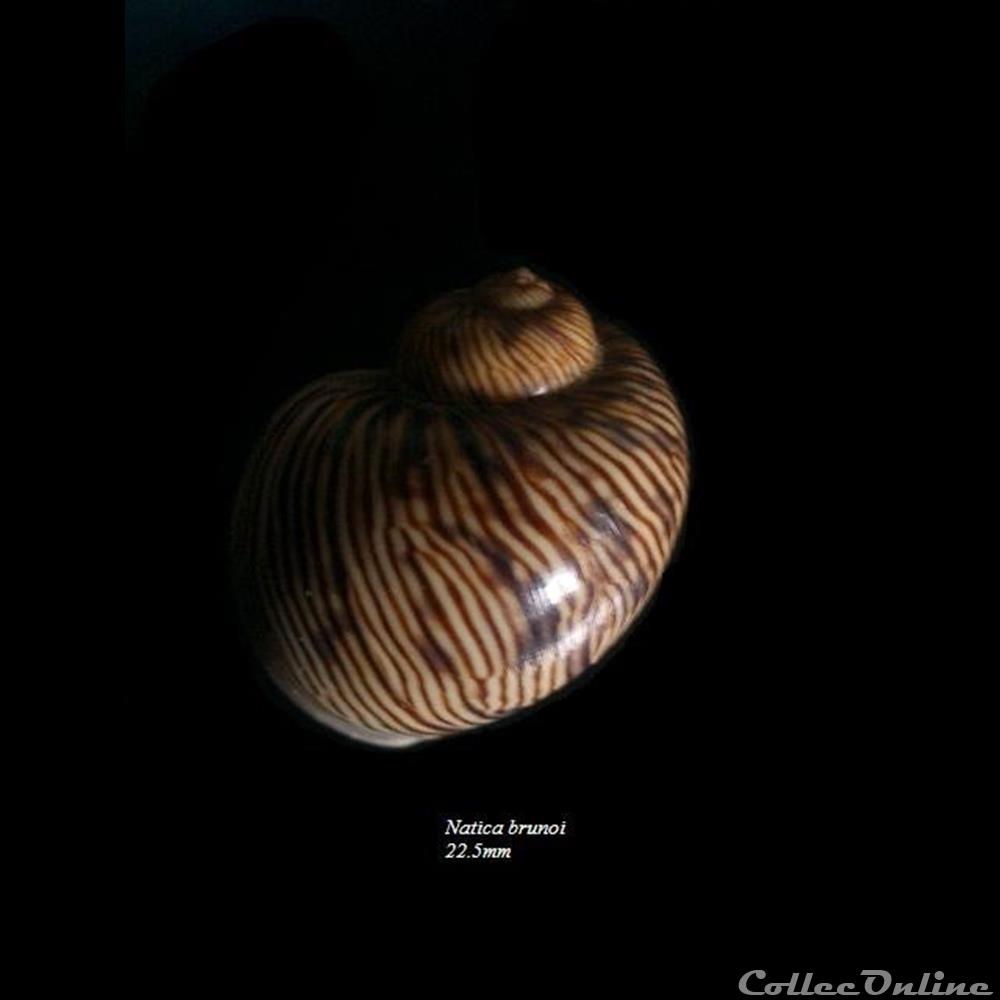 Natica brunoi 22.5mm coquillage fossile gastropodum natica brunoi 22 5mm