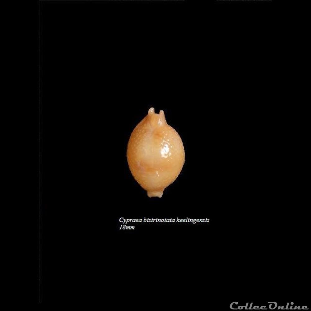 Cypraea bistrinotata keelingensis 18mm coquillage fossile gastropodum cypraea bistrinotata keelingensis 18mm