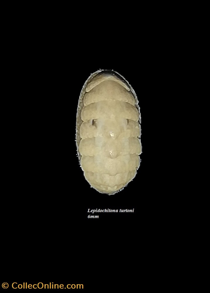 Lepidochitona turtoni 6mm coquillages fossiles polyplacophora lepidochitona turtoni 6mm
