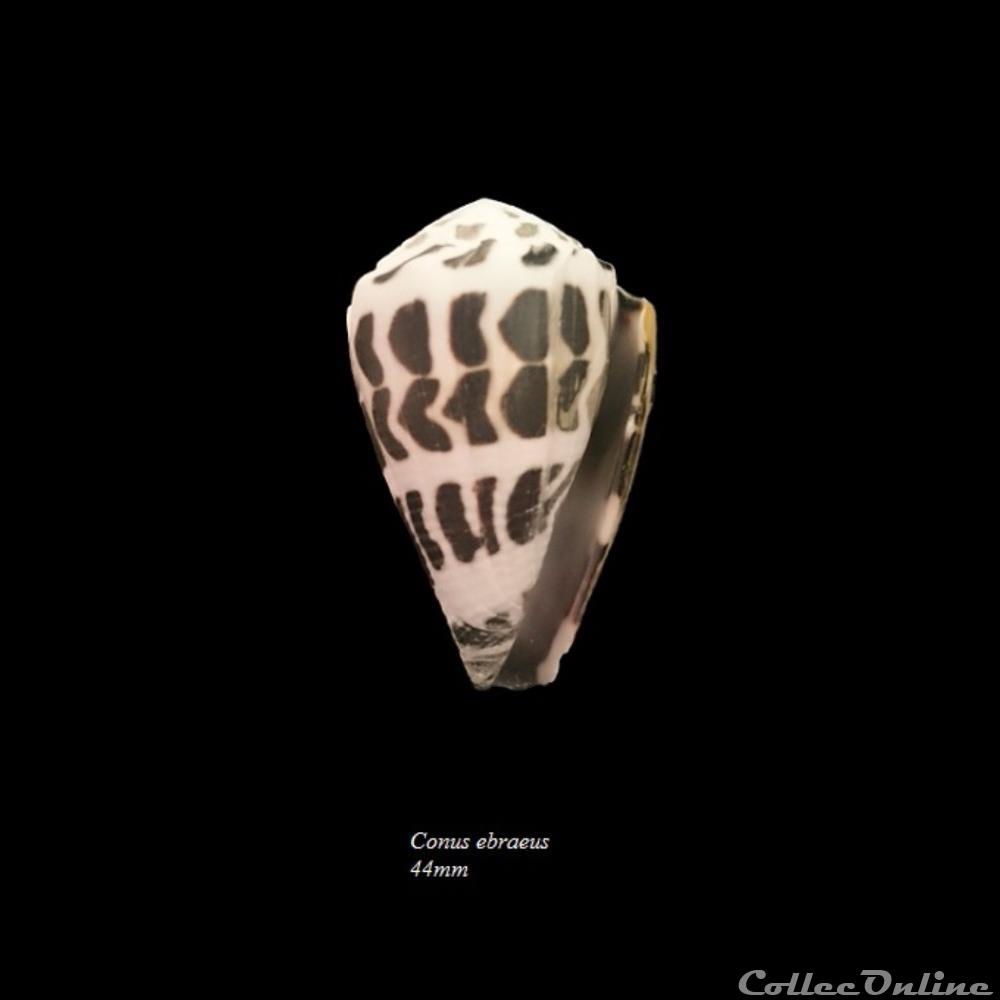 Conus ebraeus 44mm coquillage fossile gastropodum conus ebraeus 44mm