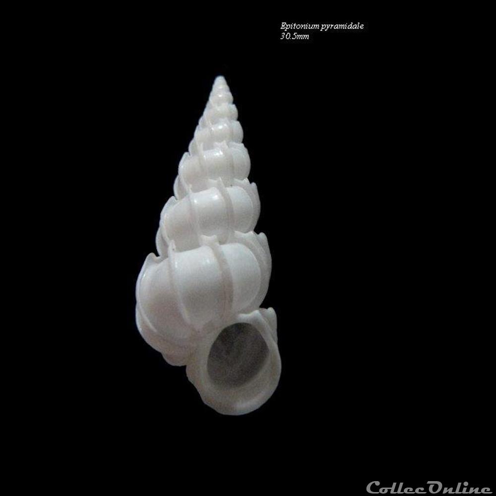coquillage fossile gastropodum epitonium pyramidale 30 5mm