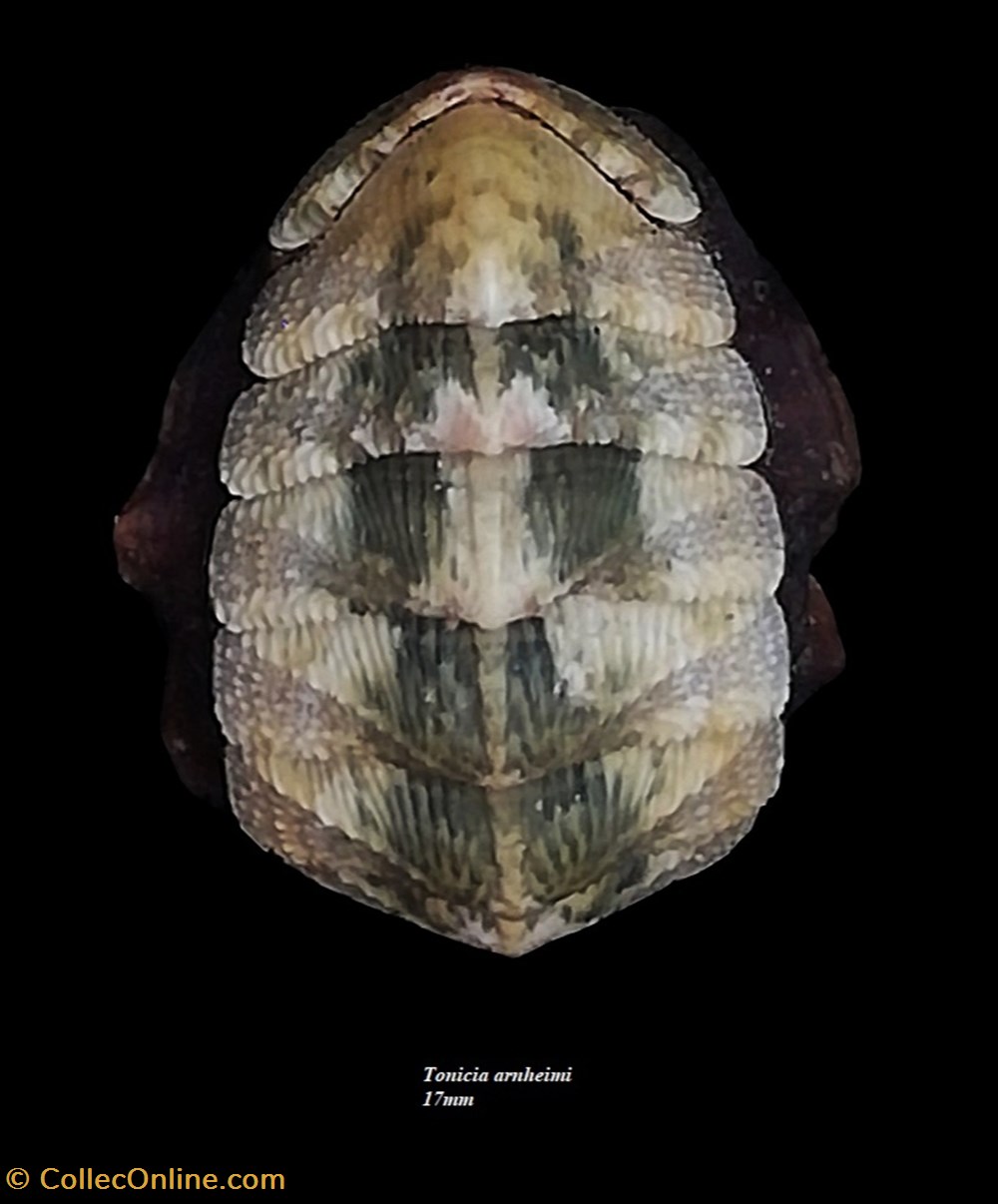 coquillages fossiles polyplacophora tonicia arnheimi 17mm