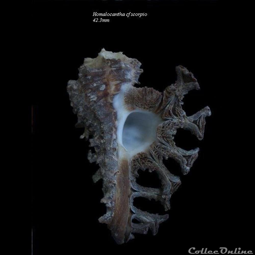 Homalocantha cf scorpio 42.3mm coquillage fossile gastropodum homalocantha cf scorpio 42 3mm