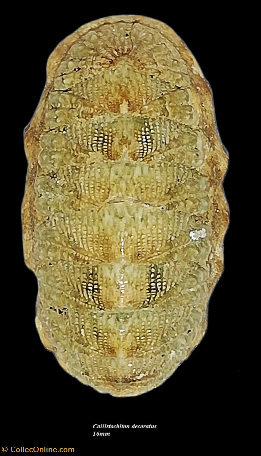coquillages fossiles polyplacophora callistochiton decoratus 16mm