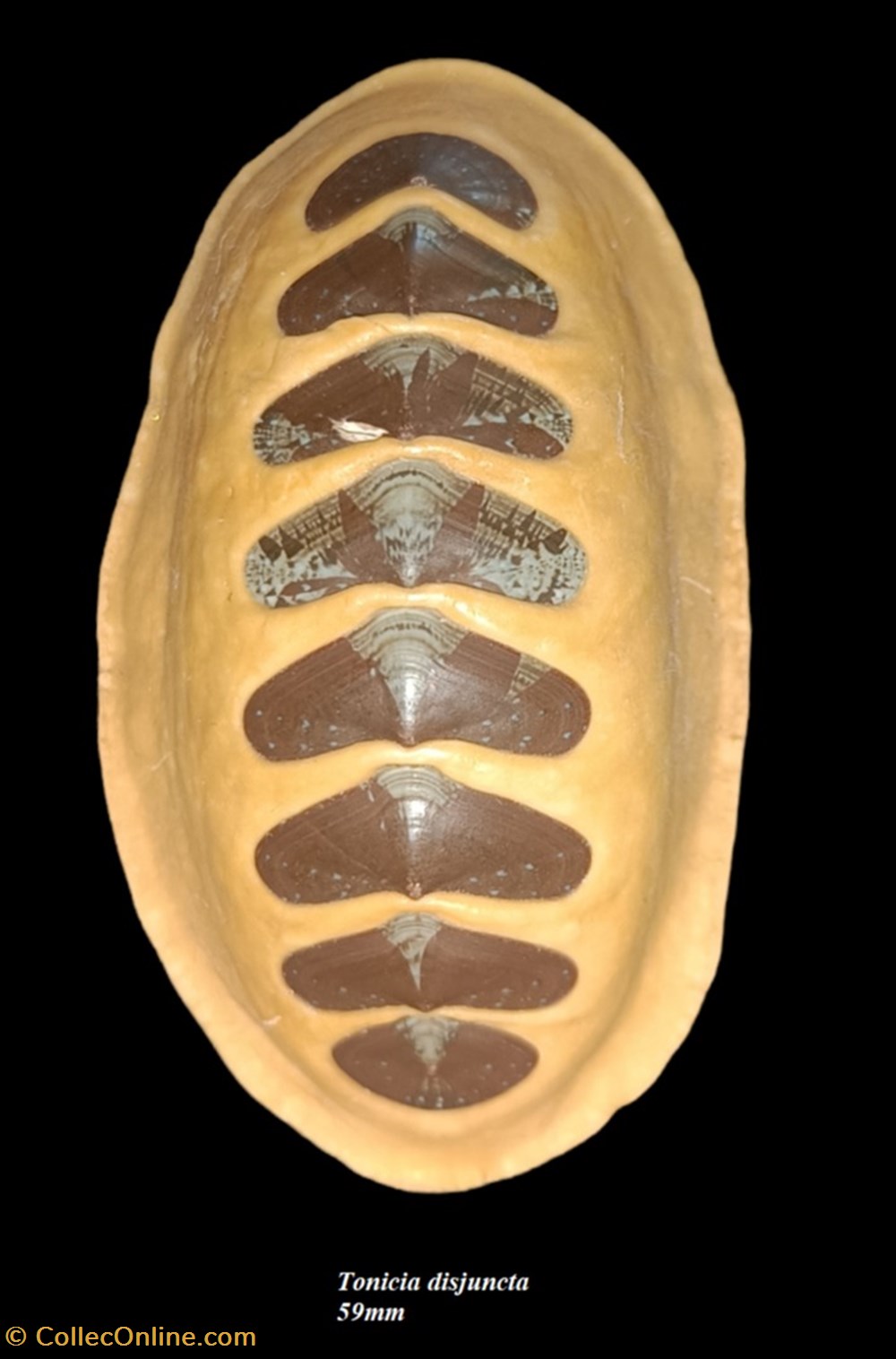 coquillages fossiles polyplacophora tonicia disjuncta 59mm