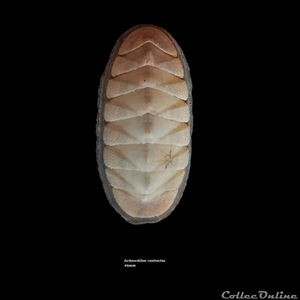 coquillage fossile polyplacophora ischnochiton contractus 46mm