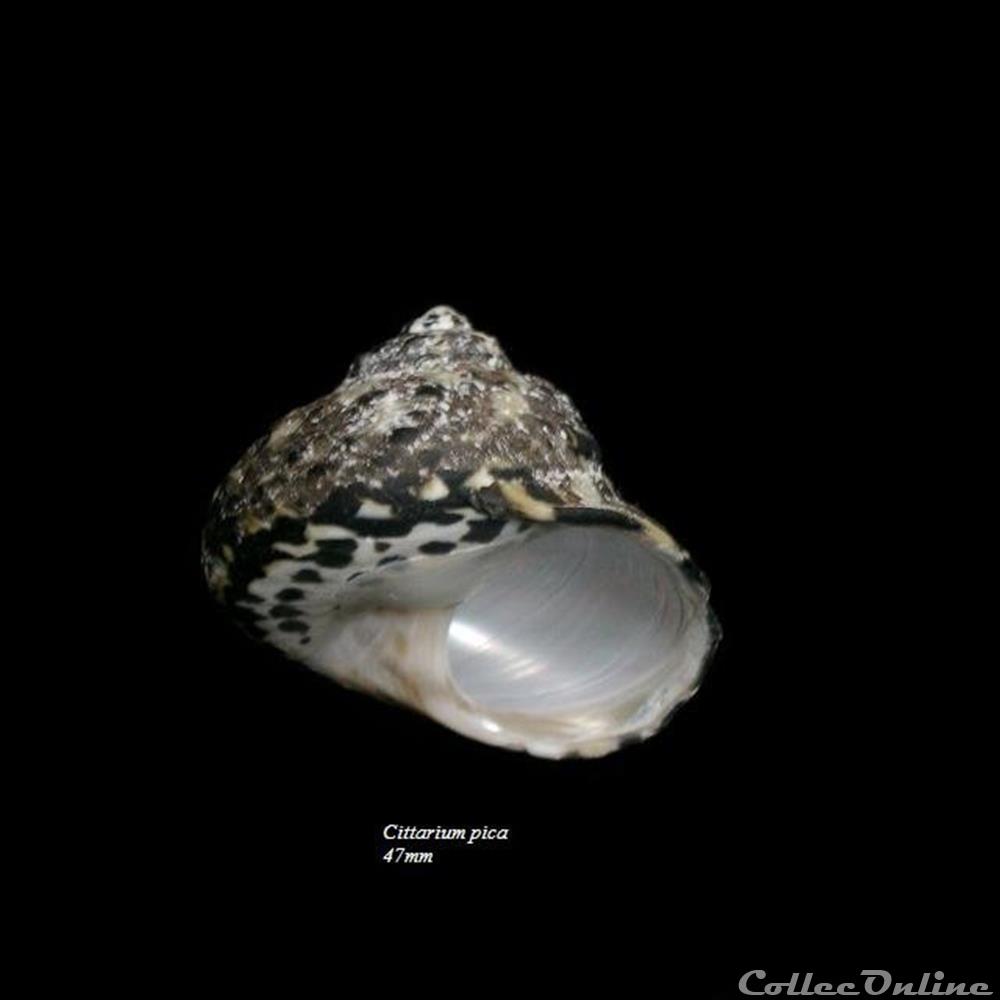 Cittarium pica 47mm coquillage fossile gastropodum cittarium pica 47mm