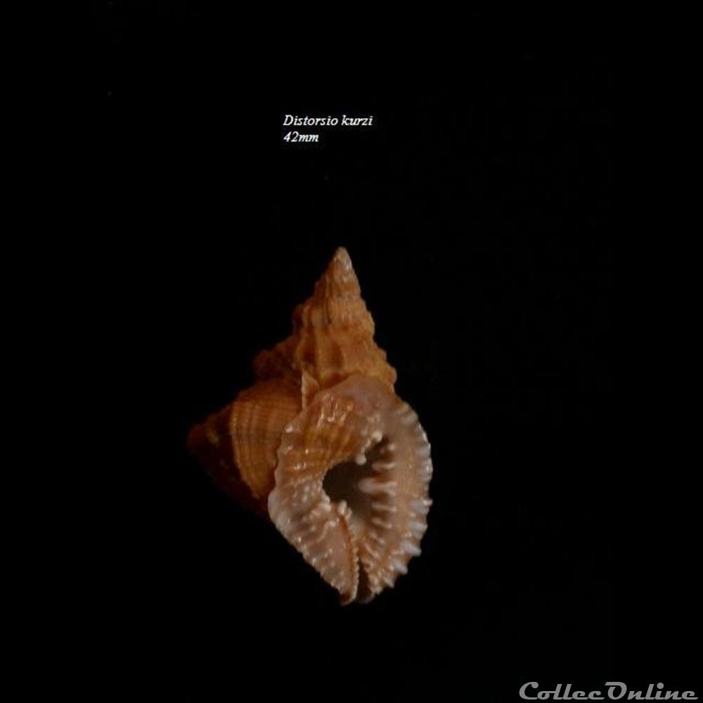 coquillage fossile gastropodum distorsio kurzi 42mm