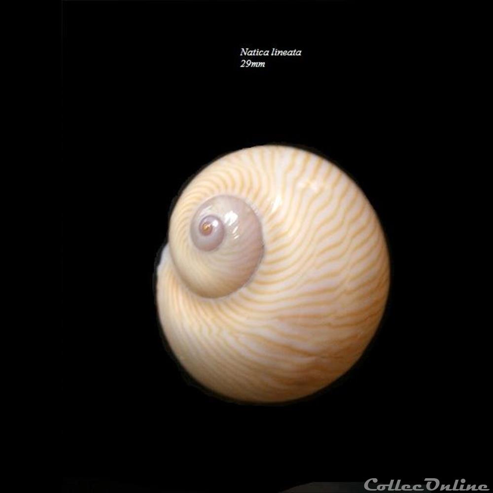 Natica lineata 29mm coquillage fossile gastropodum natica lineata 29mm