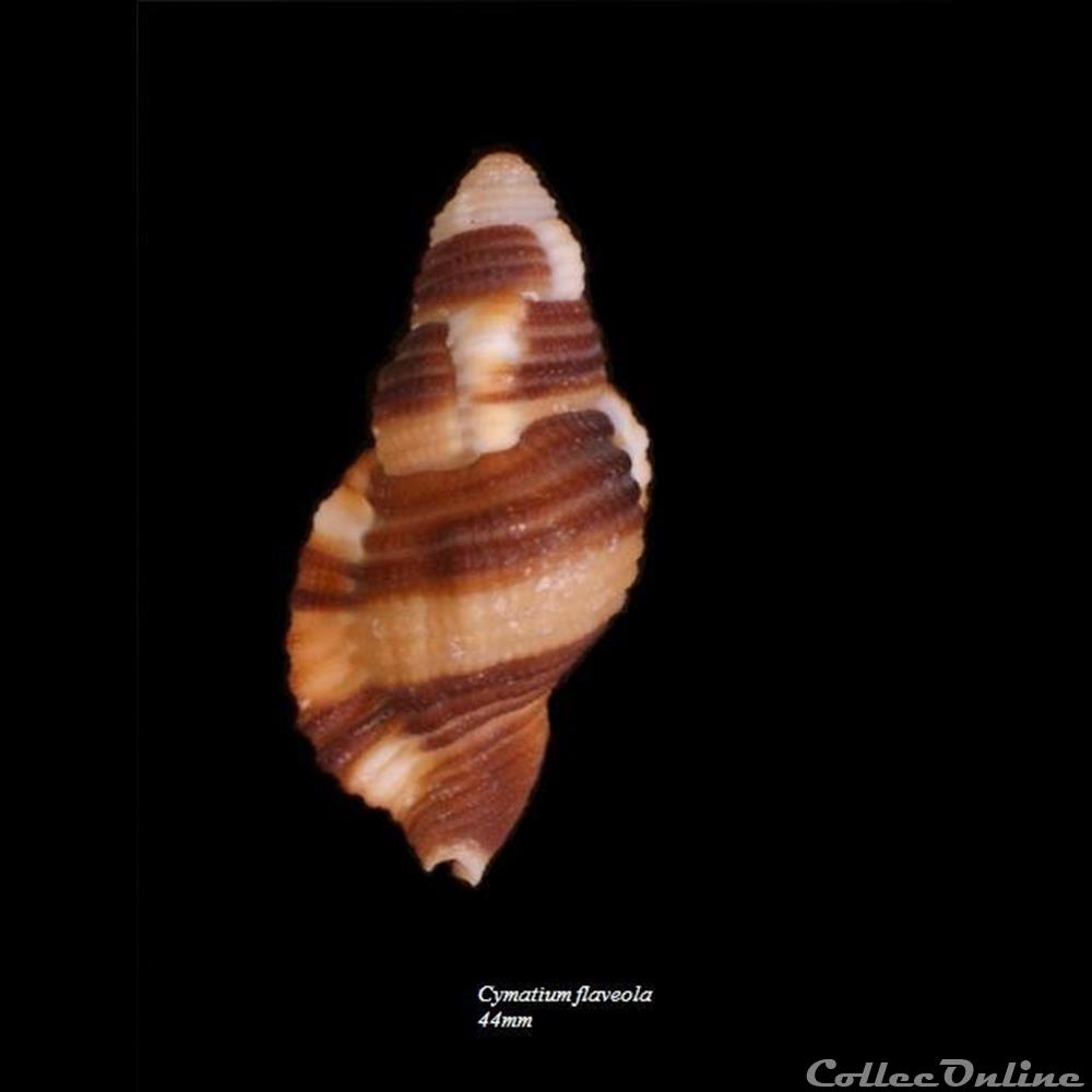 Cymatium flaveola 44mm coquillage fossile gastropodum cymatium flaveola 44mm