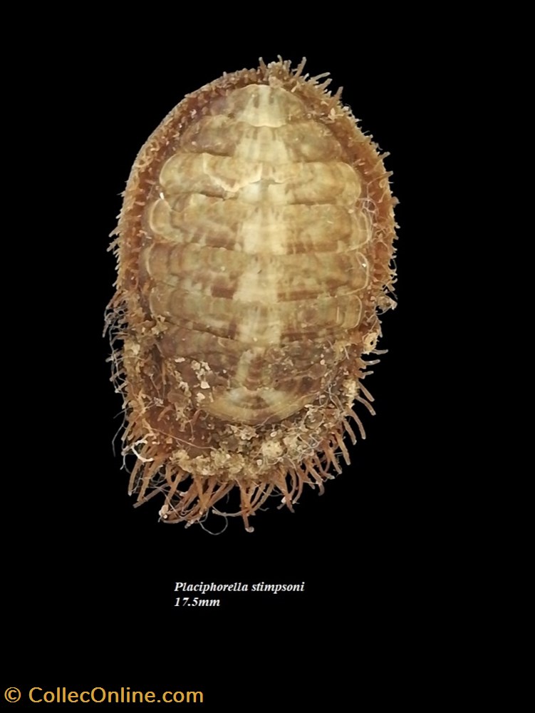 Placiphorella stimpsoni 17.5mm coquillage fossile polyplacophora placiphorella stimpsoni 17 5mm